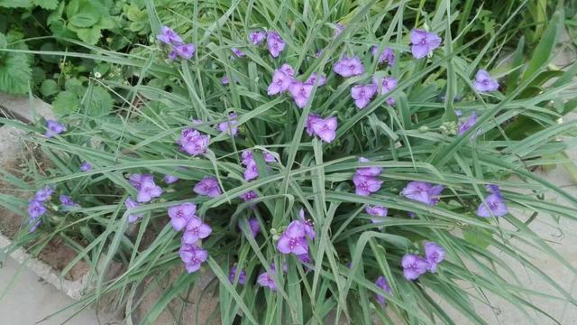 紫露草花语，紫露草 花语（花语尊崇实则平凡的紫露草）