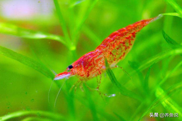 如何养黑壳虾要养水草吗，黑壳虾能在海水养吗（黑壳虾改良的个体身价翻倍）