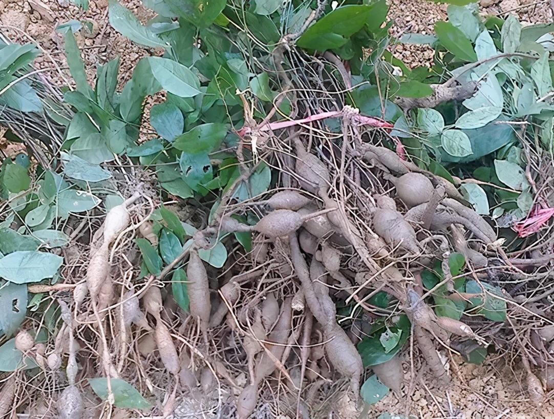 牛大力的别名叫什么,牛大力是什么(农村一种常见的野生植物)