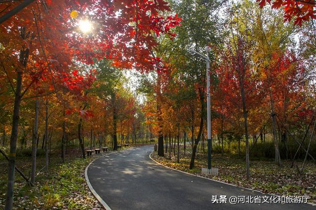 火红的枫叶像什么，枫叶写下秋天的诗歌