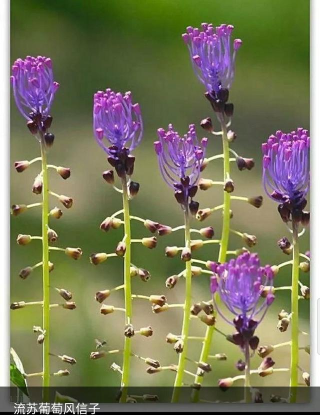 花语传说，一见钟情忘不了（花语传说护肤品）