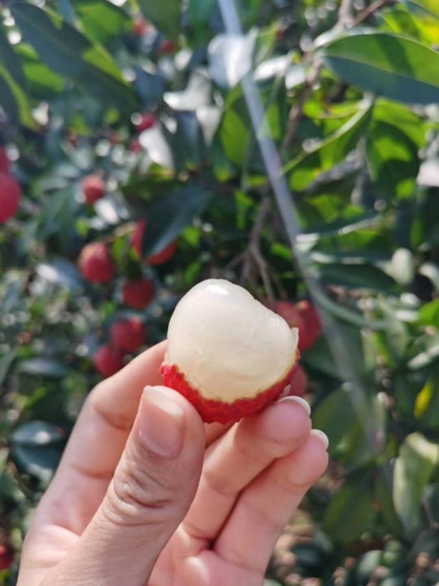 上火可以吃荔枝吗，荔枝上火能吃吗（荔枝吃上火吗）