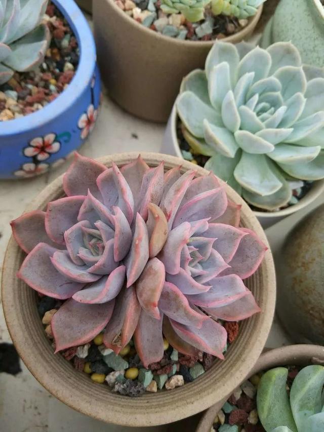 红唇多肉如何养，红唇多肉怎么养出多头（阳台党一样可以养出漂亮的多肉）