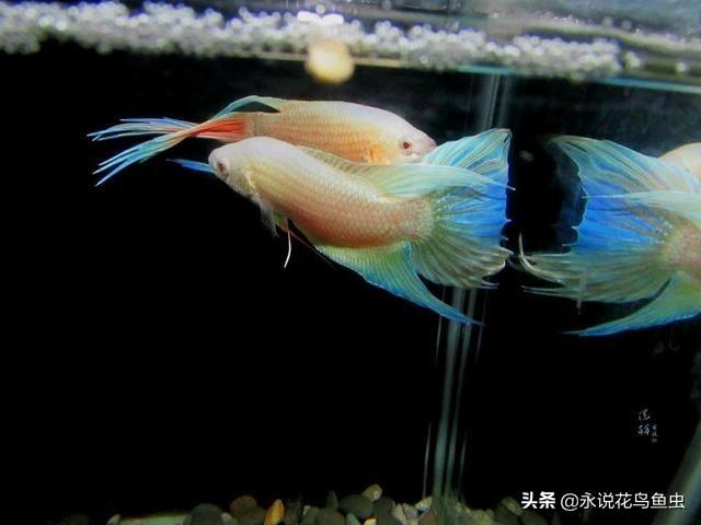 中国斗鱼好养吗怎么养，养斗鱼好吗（怎么样去饲养中国斗鱼）