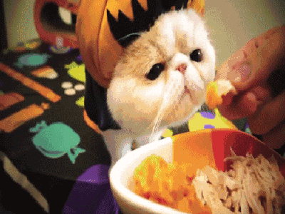 猫一天吃多少猫粮，成年猫一天吃多少猫粮（猫一顿饭要吃多少才够营养）