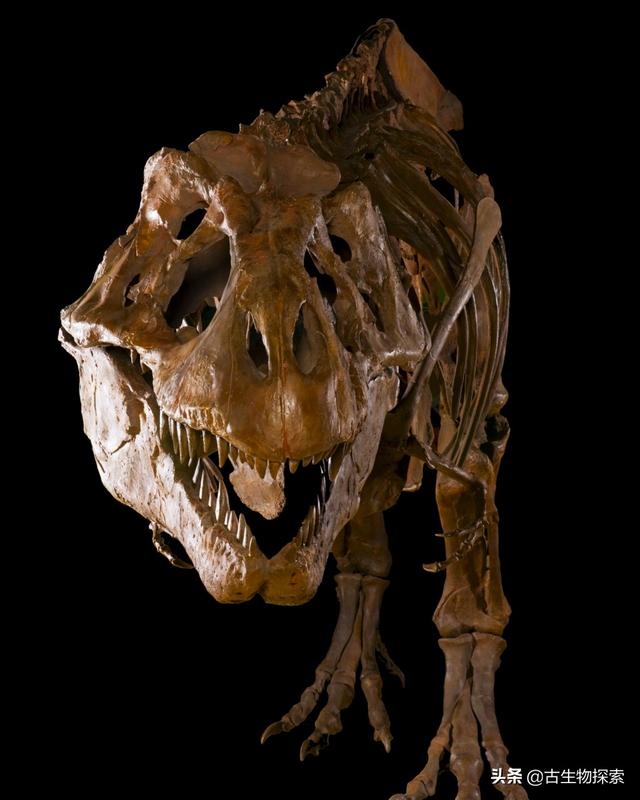 triceratops，triceratops是什么恐龙（三角龙能反杀霸王龙）