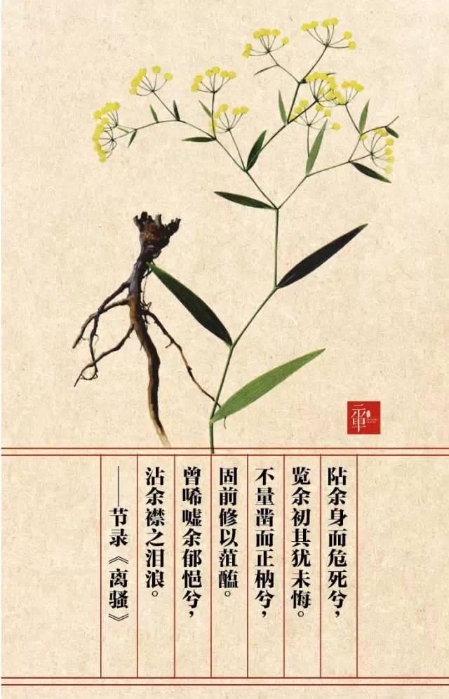 木兰科的常见地被植物有哪些，常绿木兰科植物有哪些（收藏起来留给孩子慢慢看）