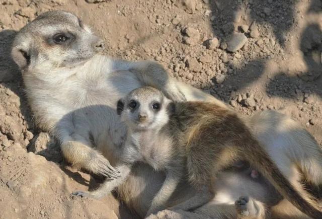 鸊鷉怎么读，鸊鷉怎么读图片（动物园里的这些生僻字你都认识吗）