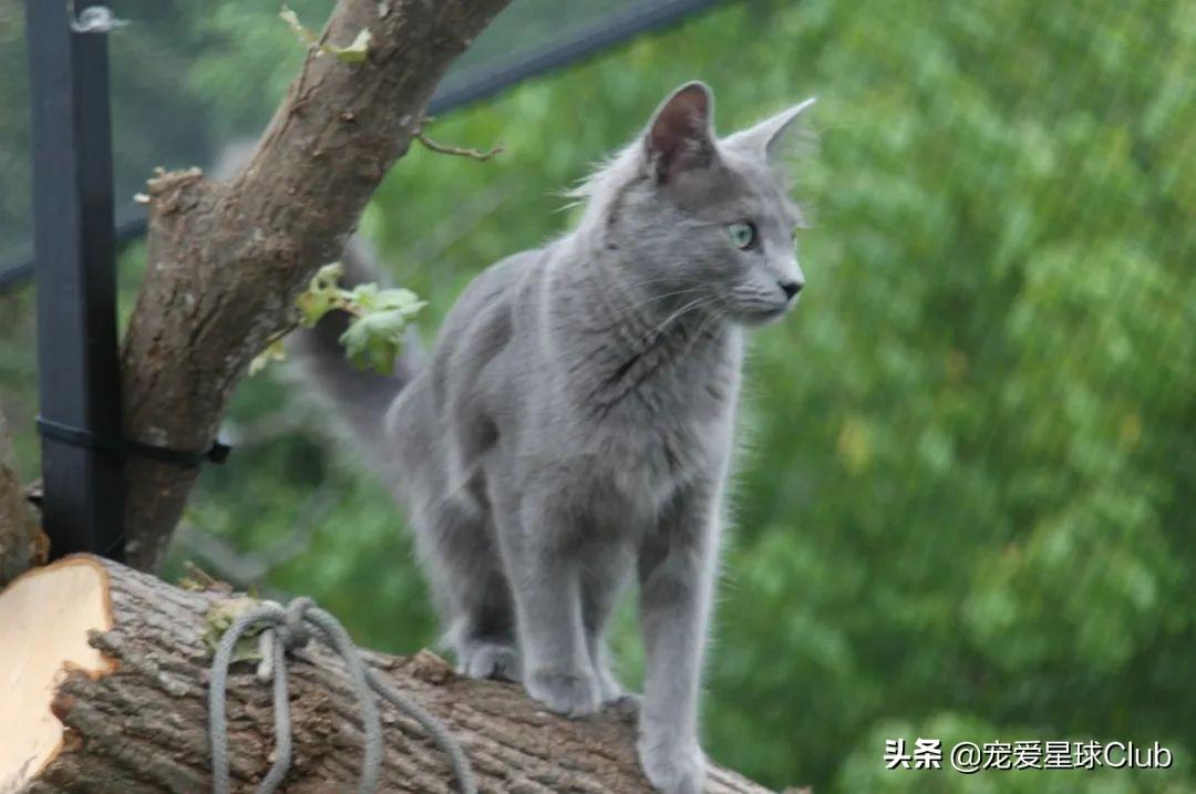 英国短耳蓝猫多少钱(俄罗斯蓝猫 价格百科