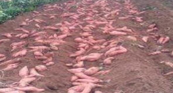 如何种红薯，怎样种红薯苗视频（种植红薯的正确方法与时间）