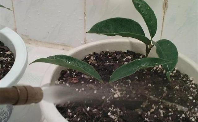 自制雾状小喷壶，自制实用喷水壶（它是扦插万能土）