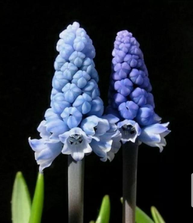 花语传说，一见钟情忘不了（花语传说护肤品）