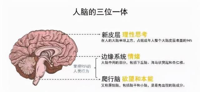 宇宙进化系统，为什么只有人类进化出高度发达的大脑