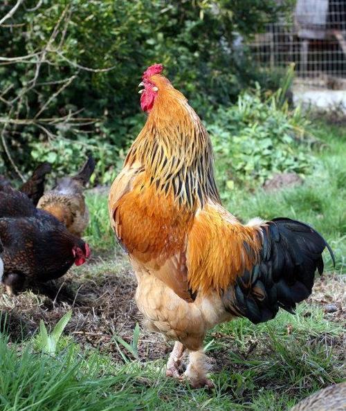 老牛吃嫩草的下一句是什么，老牛吃嫩草的下一句是什么什么（吃鸡莫待老”你知道是什么意思吗）