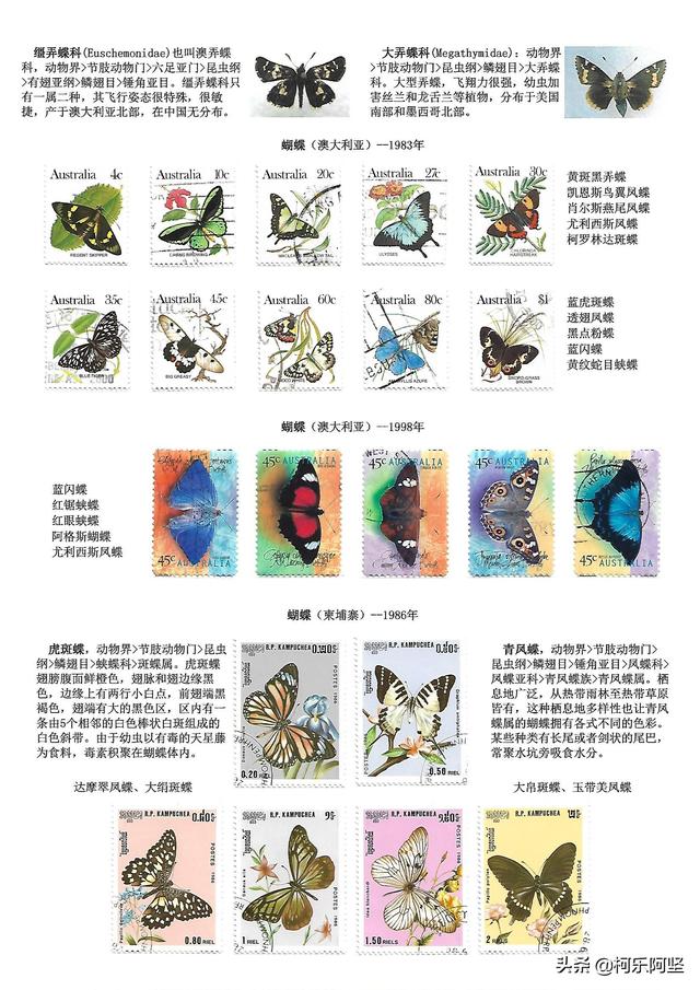 蝴蝶和蛾子的区别，蝴蝶和飞蛾有什么区别（鳞翅目昆虫-蝴蝶与蛾）