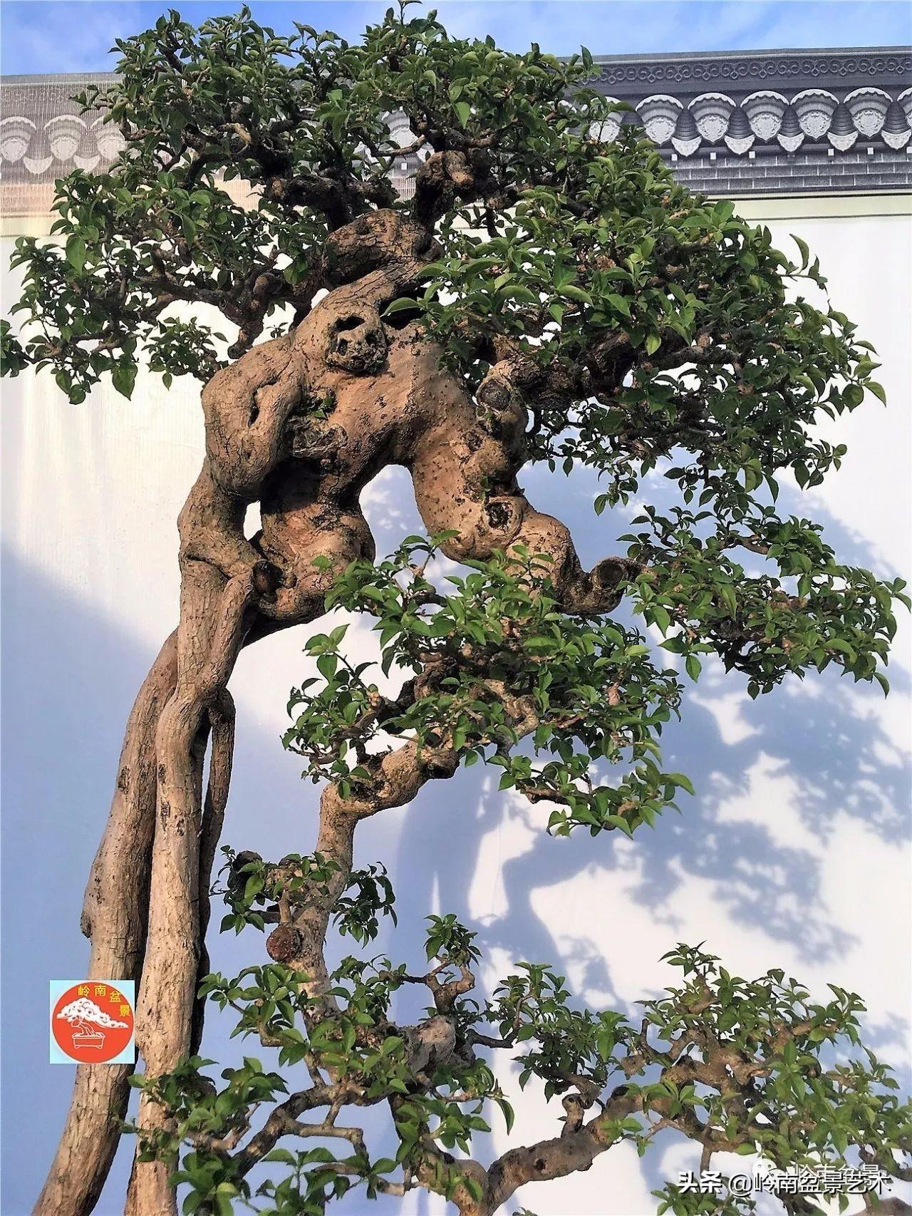 文人式三角梅盆景(我只说一个"服"字!) - 彝家农业网