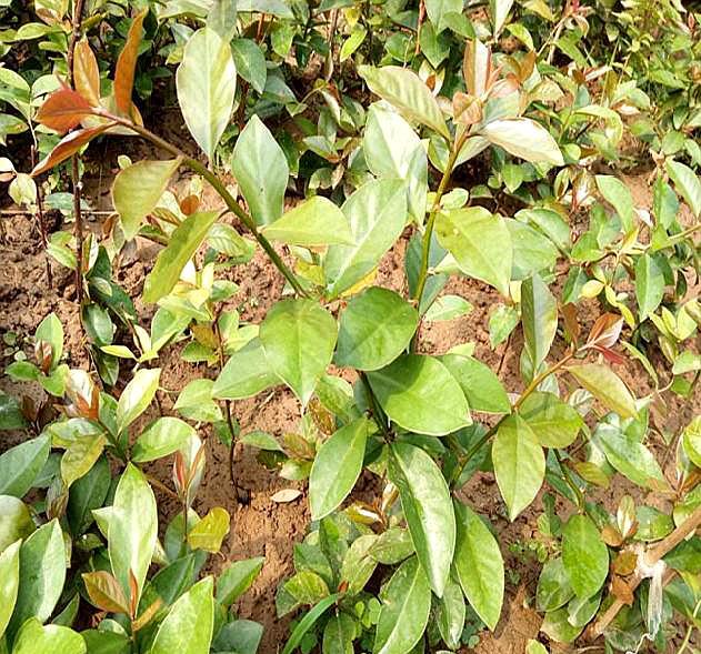 叶仙是什么植物开花吗(嫁接蟹爪兰长得快,开花多,都叫它"万能树")