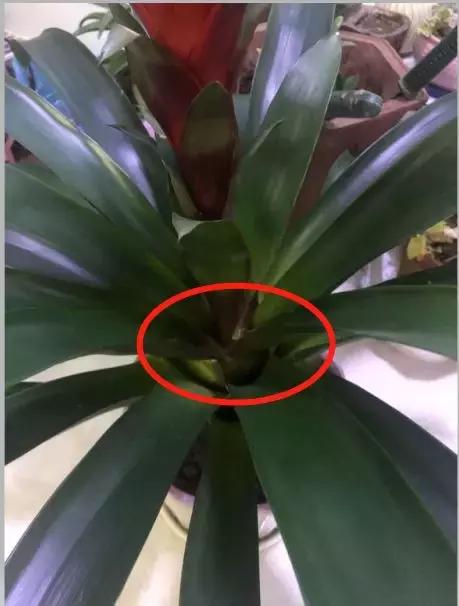 鸿运当头的养殖方法，鸿运当头怎么养殖（鸿运当头养的比花店都好）