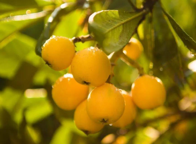 枇杷的诗句，枇杷的诗句关于思念爱人（这12首古诗你都知道吗）