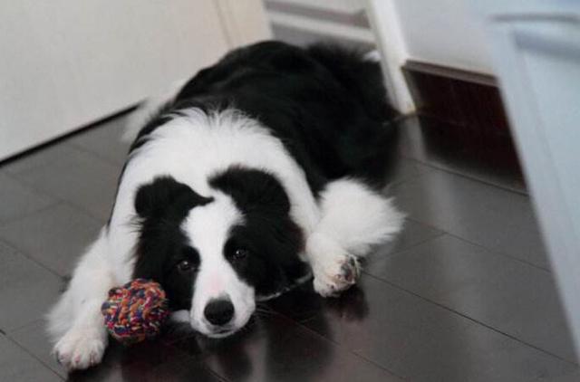 小狗不吃不喝光想趴着，小狗不吃不喝光想趴着鼻子干的（通常都会做这5件事）