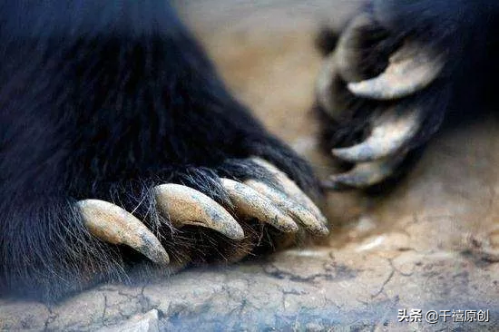 狼牙什么属相的人不能佩戴，不适合带狼牙的属相（这5种动物首饰你还敢戴）