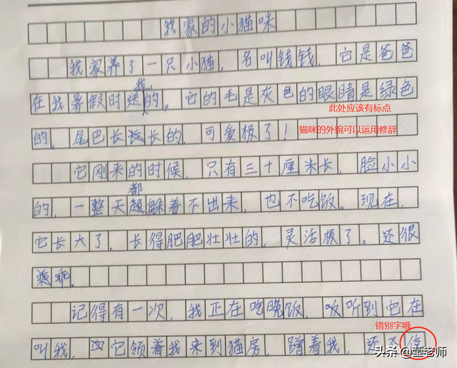 猫的外貌描写，猫的外貌描写100字左右（应邀点评作文/我家的小猫咪）