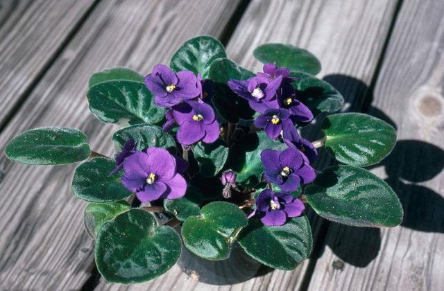 大岩桐的养殖方法和注意事项，养大岩桐注意这几点