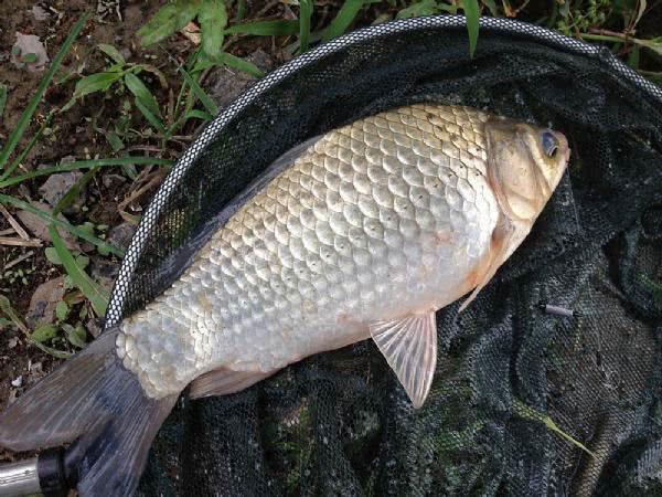 7种常见的鲫鱼品种，最好的鲫鱼是什么品种（这种头短体肥的白鲫）