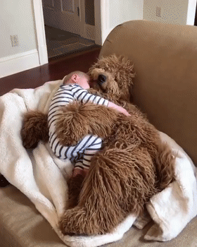 泰迪熊抱抱熊，一出生就有三个巨型“泰迪熊”陪睡（泰迪熊抱抱熊适合结婚送么）