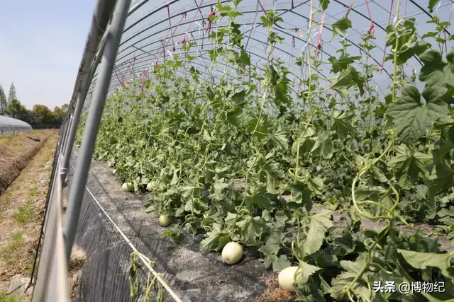 玉菇甜瓜的功效与作用，玉菇甜瓜的营养（“玉菇”甜瓜就要上市）