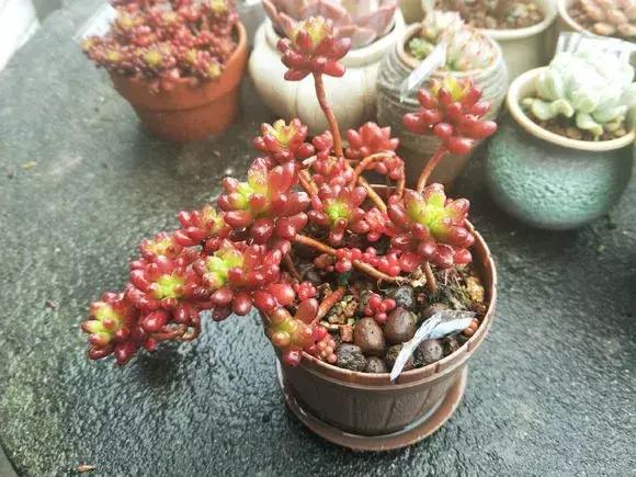 虹之玉怎么换盆,虹之玉换盆需要浇水吗(多肉虹之玉入夏注意3点) 虹之玉怎么换盆,虹之玉换盆需要浇水吗(多肉虹之玉入夏注意3点)