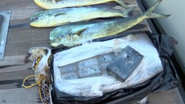 飞虎鱼是什么，飞虎鱼百度百科（美国渔民观察鱼群后打捞出价值百万毒品）