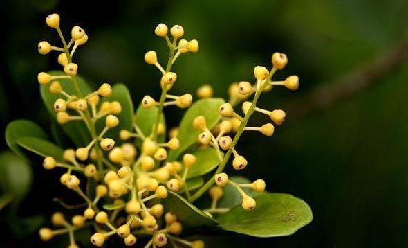 米兰空气，叫它“天然香水”不为过（米兰空气污染）