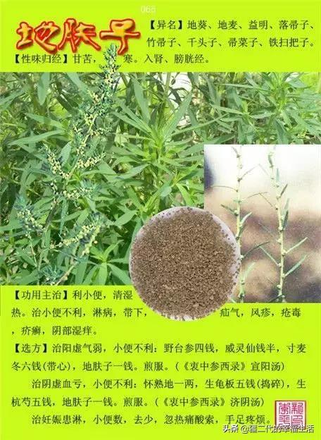 常见中草药图谱，中草药经典图谱（让你知道常用药都长啥样）