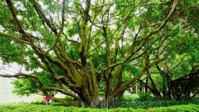 多肉是什么植物，多肉植物是什么植物（中国春天最美15座大学）