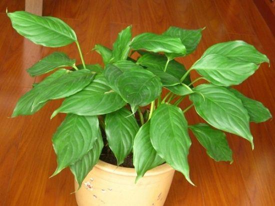 万年青树冬季养殖方法，常见万年青树怎么养（能预防干尖、焦边、枯黄）