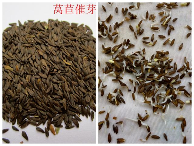 莴苣和莴笋的区别，油麦菜与莴笋的区别（蔬菜档案叶菜类<8>莴苣）