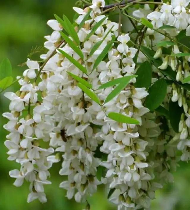 刺槐花怎么做好吃（花儿可以当零食吃）