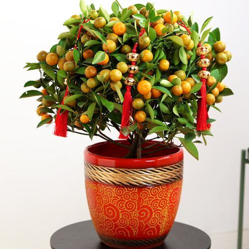 排名第一最好的镇宅树，镇宅招财旺人的植物（4种树“进宅”）