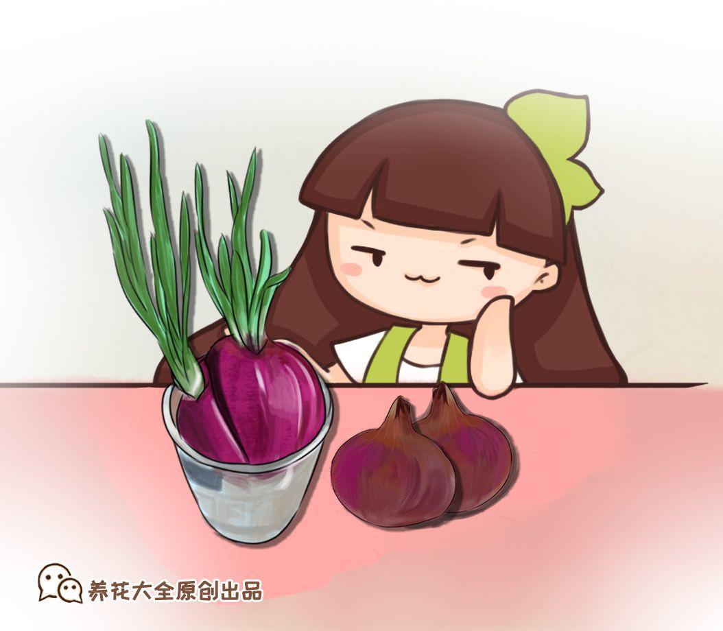 洋葱会开花吗怎么种洋葱，1个洋葱丢盆里
