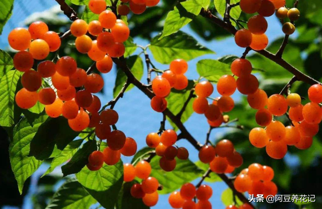 樱桃树的修剪方法，樱桃树栽培技术常用修剪方法（不是随意剪掉任何1个枝条）