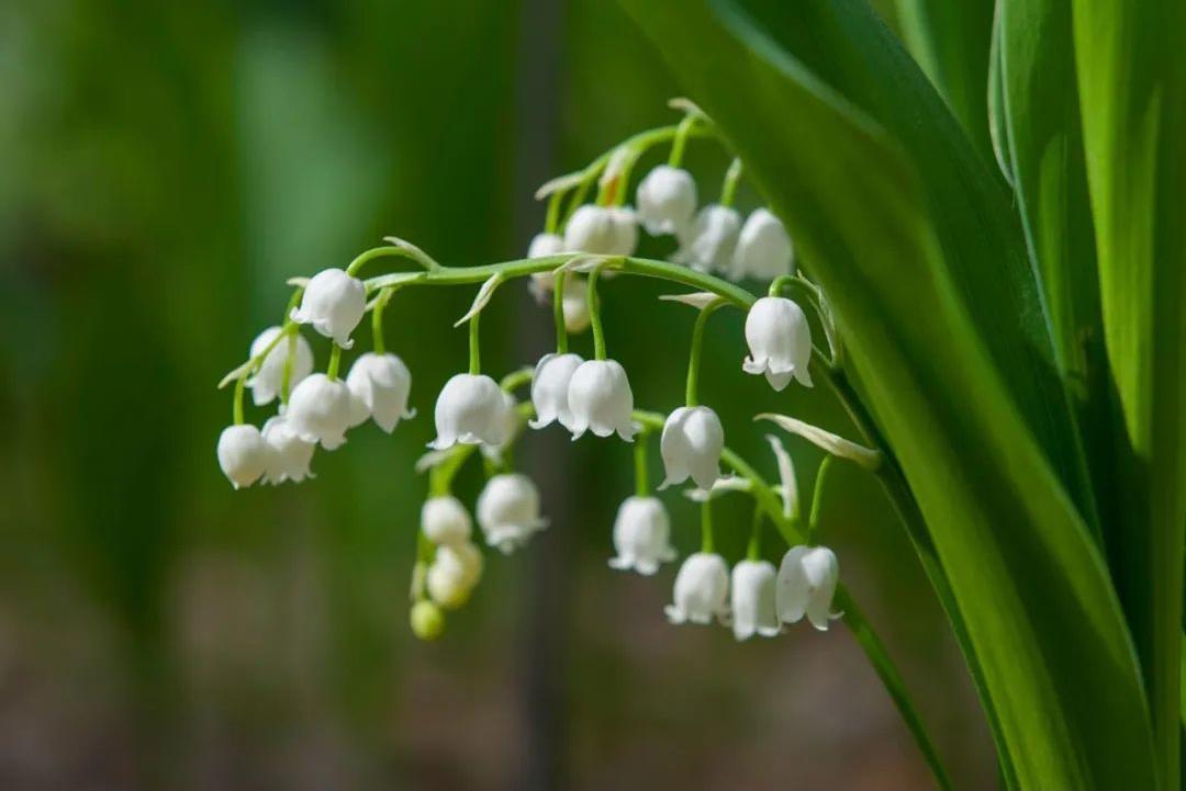 含羞草的外形特点，含羞草的三个特点（这15种“大毒花”）