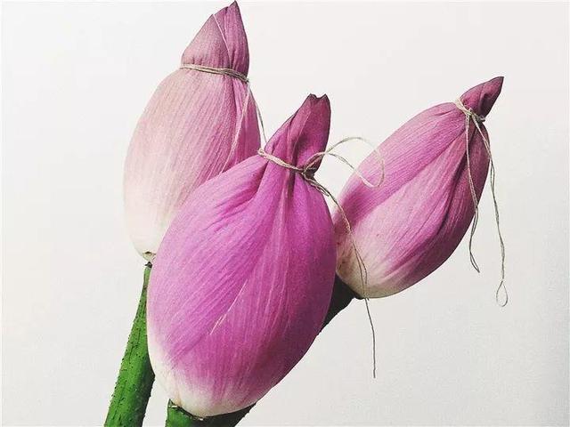 不锈钢盆可以放烤箱吗，烤箱里可以放不锈钢盆吗（10种花最养人）