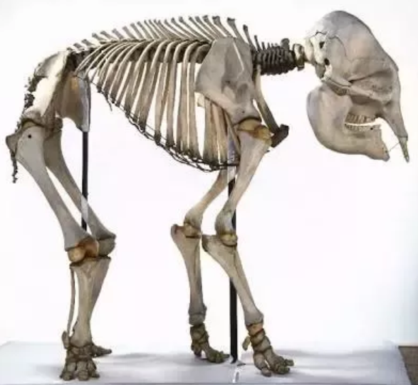 为什么大象的鼻子那么长，为什么大象的鼻子那么长绘本（能否从大象的化石中推断出它的长鼻子）