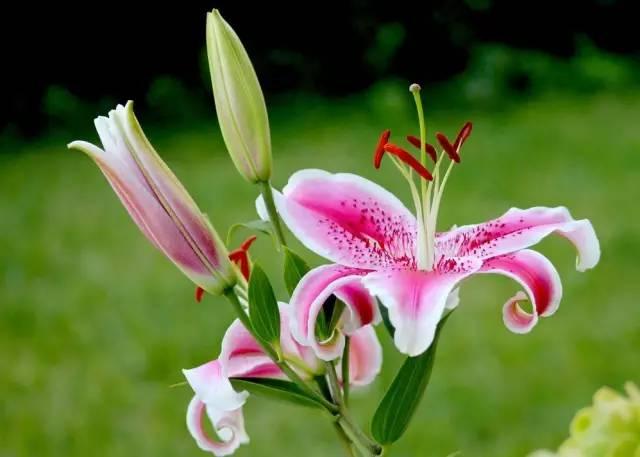 各种花的花语，各种花的花语爱情（史上最全花语大全）