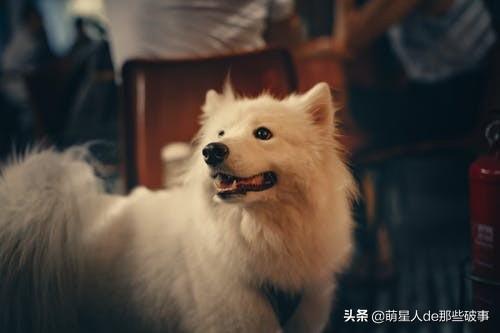 适合女生养的狗狗，盘点适合女生养的狗（适合女孩子养得6种狗狗）