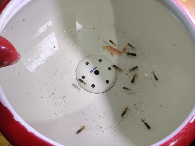 新鱼入缸多久喂食，新鱼入缸有几天危险期（为什么入缸后还不能立刻投喂）