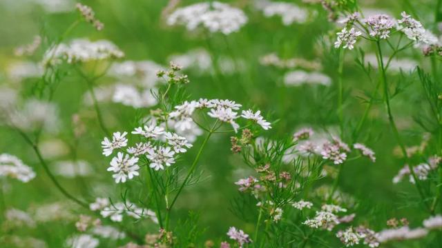 madam怎么读，madam怎么读英语（新概念一单词104-111课我拆你看）