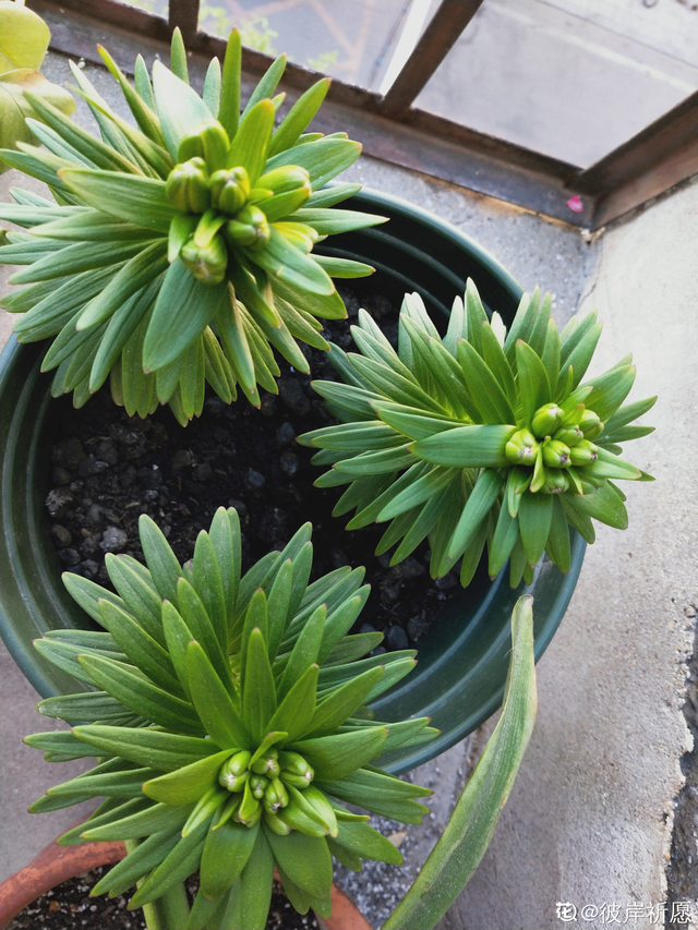 亚洲百合种植方法，耗时两个月的百合种植日记