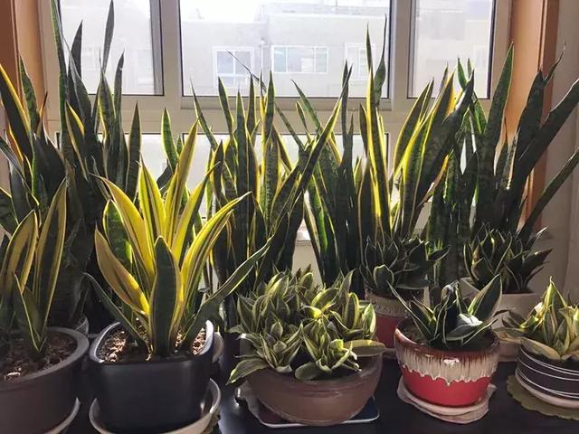 绿萝好养吗,绿萝怎样栽培(绿萝竟然排在倒数第1) 绿萝好养吗,绿萝怎样栽培(绿萝竟然排在倒数第1)